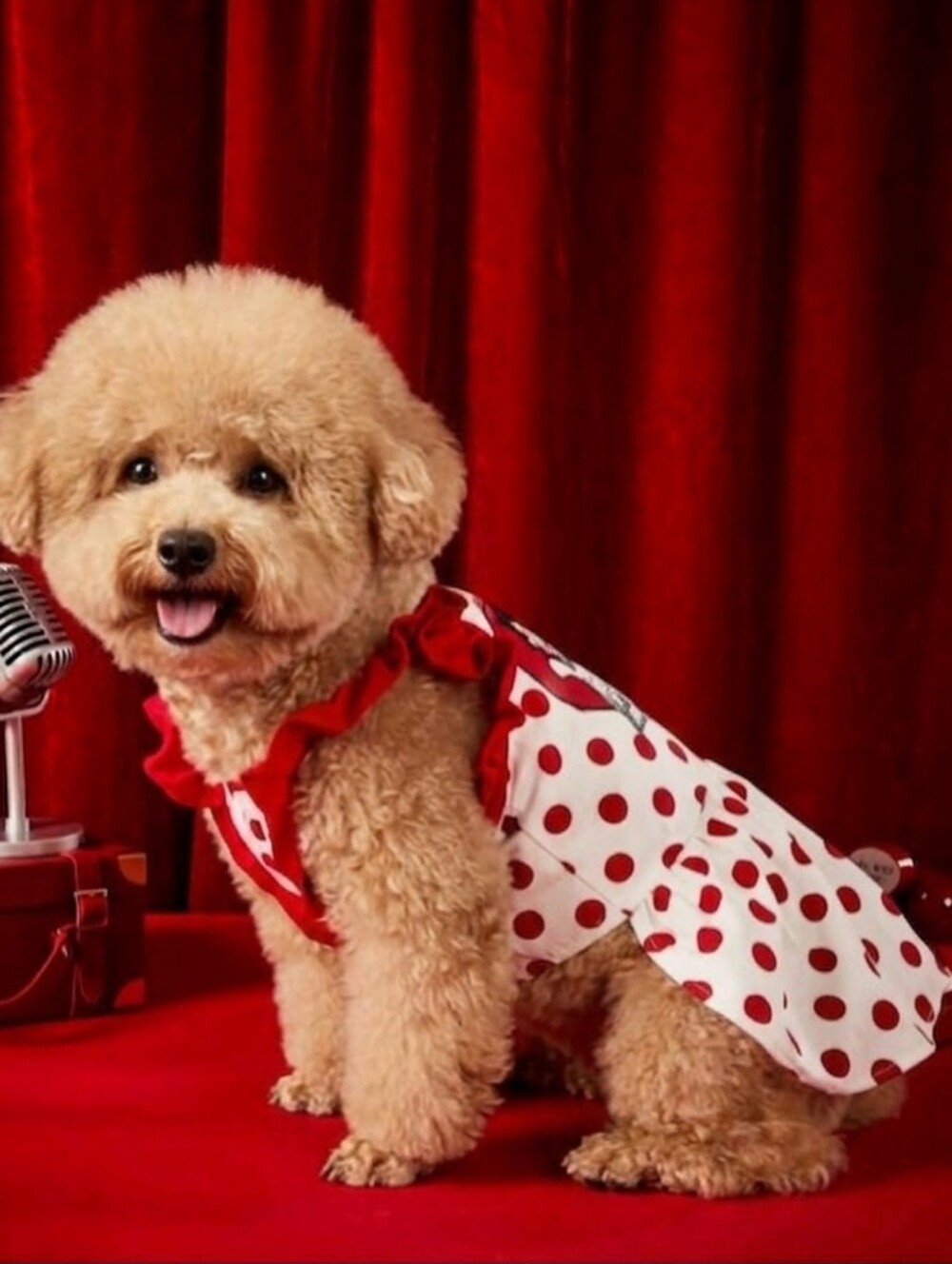 Betty Boop Red and White Polka Dot Dog Dress